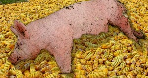 pig, port, corn, ethanol, subsidies, gas, fuel, Common Sense, Paul Jacob