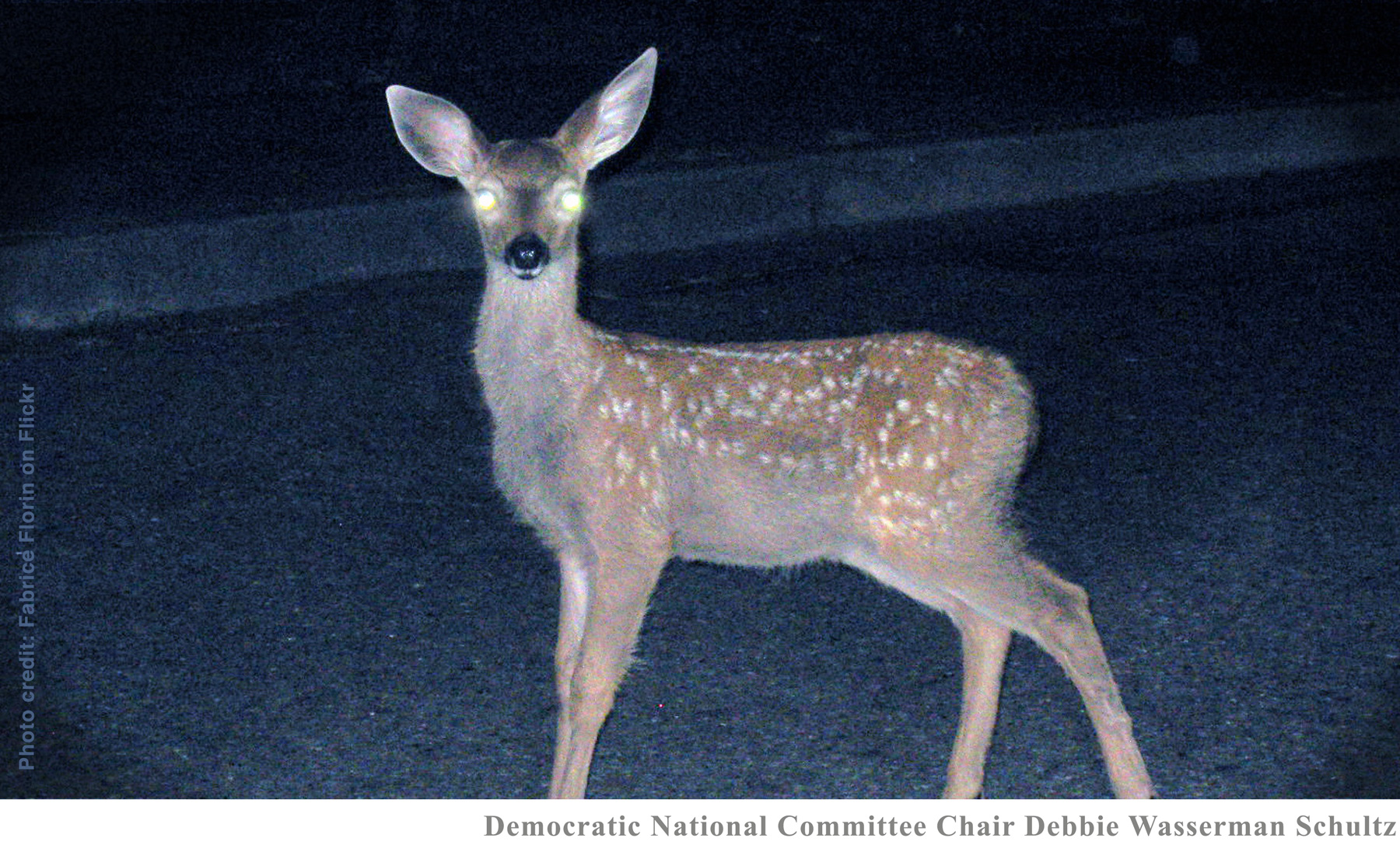 Deer in the Headlights