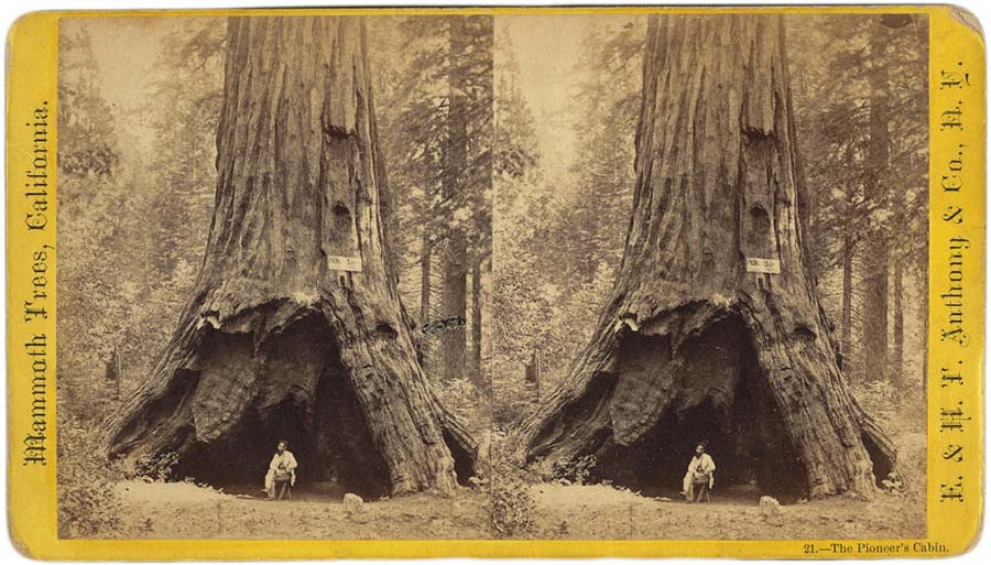 Calaveras Big Trees State Park is famous for its hollowed-at- the- trunk Pioneer Cabin Tree, a sequoia