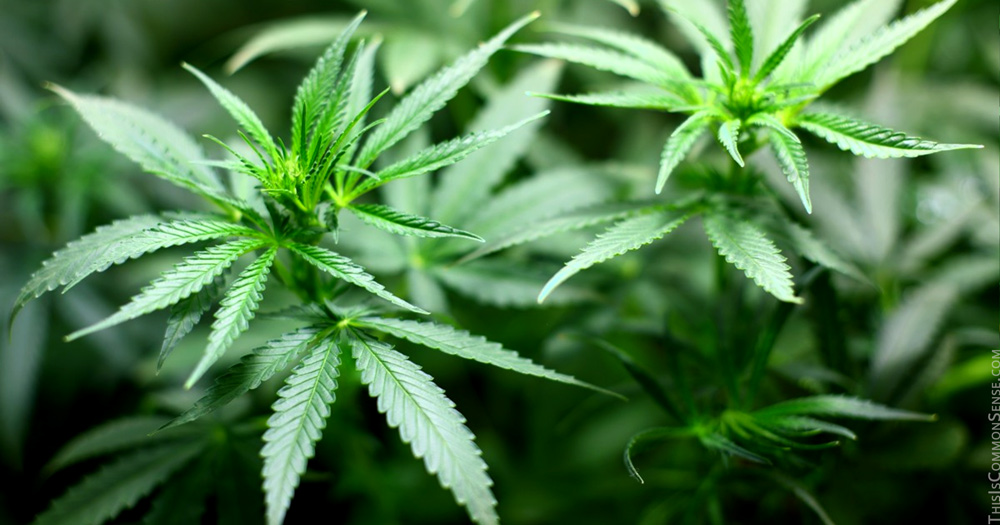 hemp, marijuana, legalization, prohibition, THC, CBD, Mitch McConnell
