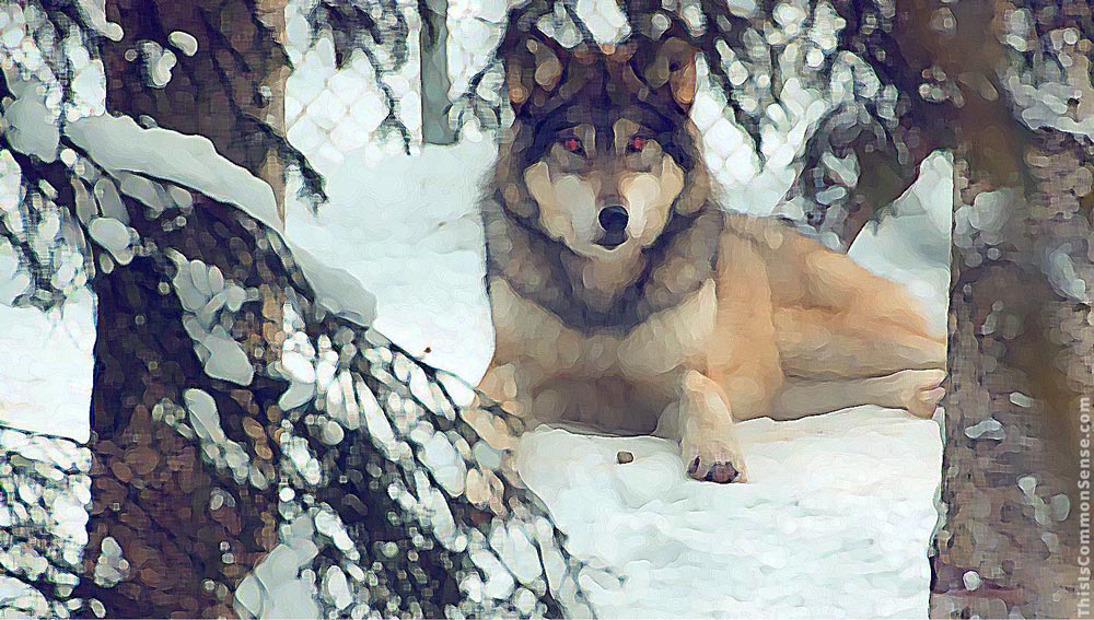 wolf, winter, global warning, climate change,